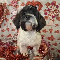 Checkers AKC GCH bloodlines, a male Havanese for sale in Huron, SD – Photo 2 of 4