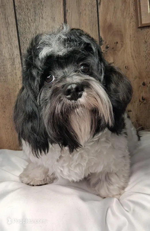 Checkers AKC GCH bloodlines – Havanese puppy for sale in Huron, SD