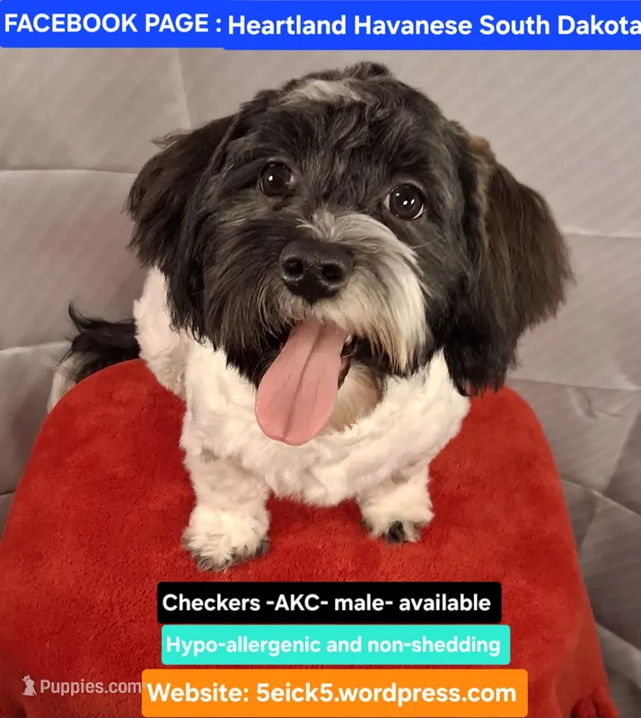 Checkers AKC GCH bloodlines