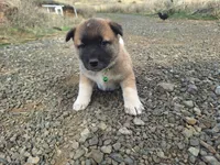 Temperance., a female Great Pyrenees and Japanese Akita for sale in Kamiah, ID – 2 of 6