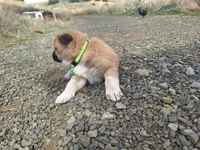 Temperance., a female Great Pyrenees and Japanese Akita for sale in Kamiah, ID – 5 of 6