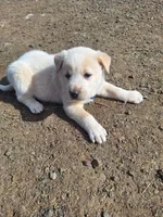 toast , a male Great Pyrenees and Japanese Akita for sale in Kamiah, ID – 7 of 7