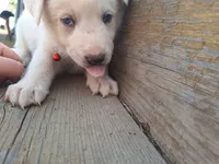 ghost , a male Great Pyrenees and Japanese Akita for sale in Kamiah, ID – 2 of 4