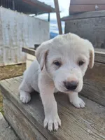 tux , a male Great Pyrenees and Japanese Akita for sale in Kamiah, ID – 2 of 5