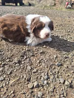 Hank the tank, a male Australian Shepherd for sale in Kamiah, ID – 6 of 6