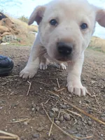 Mac , a male Great Pyrenees and Japanese Akita for sale in Kamiah, ID – 1 of 8