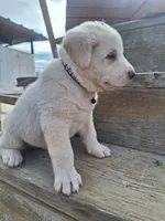 tux , a male Great Pyrenees and Japanese Akita for sale in Kamiah, ID – 4 of 5