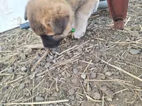 Temperance., a female Great Pyrenees and Japanese Akita for sale in Kamiah, ID – 6 of 6
