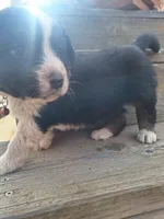 panda , a male Australian Shepherd for sale in Kamiah, ID – 5 of 6