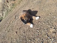 ruby, a female Great Pyrenees and Japanese Akita for sale in Kamiah, ID – 6 of 6