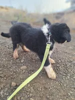 max, a male Australian Shepherd for sale in Kamiah, ID – 4 of 5
