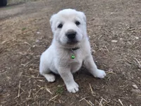 lucky, a female Great Pyrenees and Japanese Akita for sale in Kamiah, ID – 3 of 5
