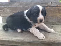 panda , a male Australian Shepherd for sale in Kamiah, ID – 2 of 6