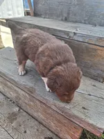maribell, a female Australian Shepherd for sale in Kamiah, ID – 4 of 5