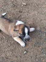 Rufus , a male Great Pyrenees and Japanese Akita for sale in Kamiah, ID – 7 of 7