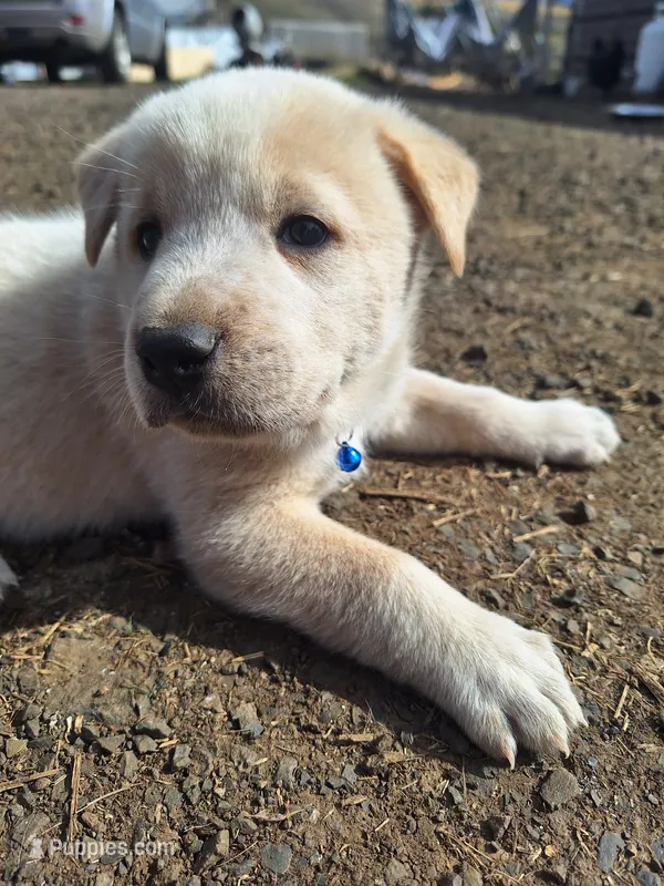 toast  – Great Pyrenees, Japanese Akita puppy for sale in Kamiah, ID