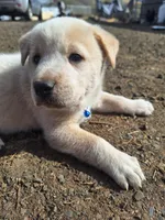 toast , a male Great Pyrenees and Japanese Akita for sale in Kamiah, ID – 1 of 7