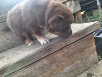 toby, a male Australian Shepherd for sale in Kamiah, ID – 3 of 7
