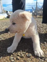 Bailey, a female Great Pyrenees and Japanese Akita for sale in Kamiah, ID – 3 of 6