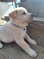 toast , a male Great Pyrenees and Japanese Akita for sale in Kamiah, ID – 3 of 7
