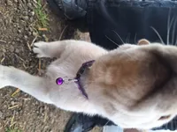 Mac , a male Great Pyrenees and Japanese Akita for sale in Kamiah, ID – 7 of 8