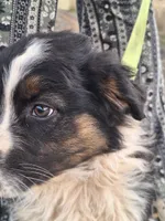 cory, a male Australian Shepherd for sale in Kamiah, ID – 2 of 7