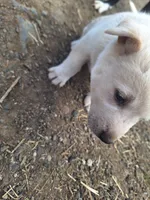 Mac , a male Great Pyrenees and Japanese Akita for sale in Kamiah, ID – 5 of 8