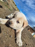 toast , a male Great Pyrenees and Japanese Akita for sale in Kamiah, ID – 4 of 7