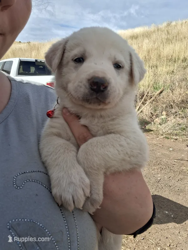 ghost  – Great Pyrenees, Japanese Akita puppy for sale in Kamiah, ID