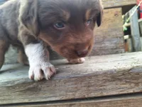 maribell, a female Australian Shepherd for sale in Kamiah, ID – 3 of 5