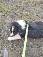 cory, a male Australian Shepherd for sale in Kamiah, ID – 6 of 7
