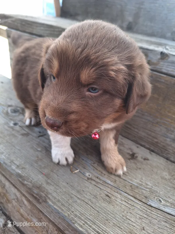 maribell – Australian Shepherd puppy for sale in Kamiah, ID