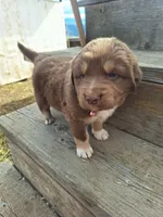 annabell, a female Australian Shepherd for sale in Kamiah, ID – 6 of 7