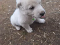 lucky, a female Great Pyrenees and Japanese Akita for sale in Kamiah, ID – 2 of 5