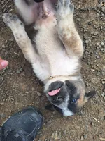 Rufus , a male Great Pyrenees and Japanese Akita for sale in Kamiah, ID – 6 of 7