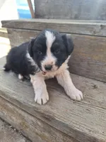 panda , a male Australian Shepherd for sale in Kamiah, ID – 3 of 6