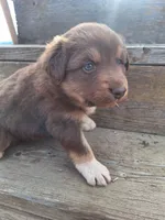 toby, a male Australian Shepherd for sale in Kamiah, ID – 5 of 7