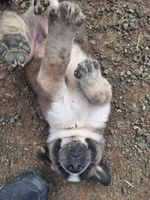 Rufus , a male Great Pyrenees and Japanese Akita for sale in Kamiah, ID – 4 of 7