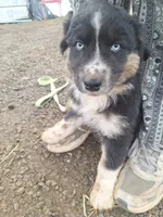 max, a male Australian Shepherd for sale in Kamiah, ID – 2 of 5