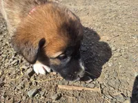 ruby, a female Great Pyrenees and Japanese Akita for sale in Kamiah, ID – 2 of 6