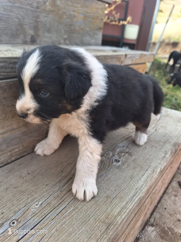 panda  – Australian Shepherd puppy for sale in Kamiah, ID