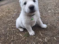 lucky, a female Great Pyrenees and Japanese Akita for sale in Kamiah, ID – 4 of 5
