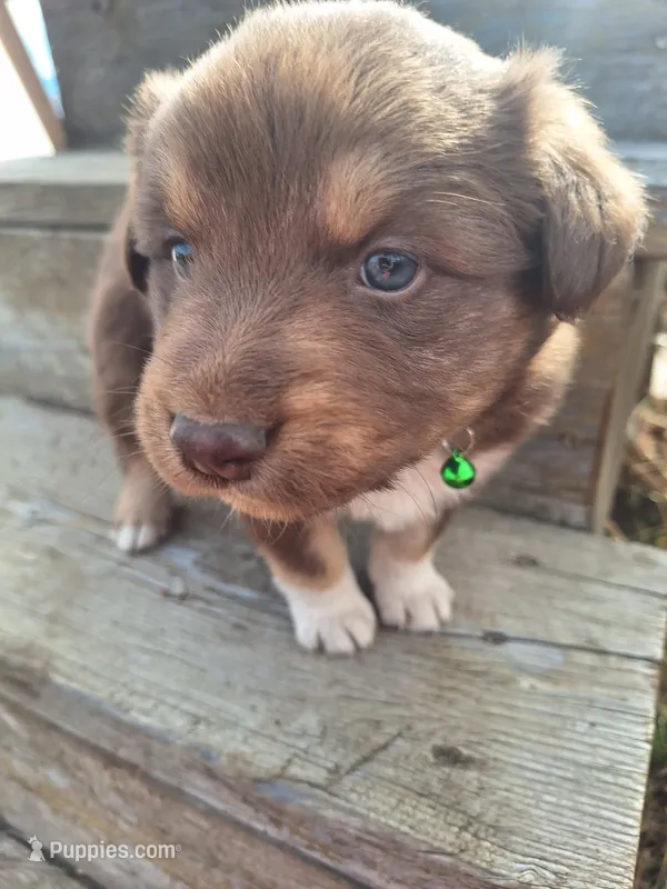 toby – Australian Shepherd puppy for sale in Kamiah, ID