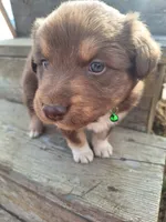toby, a male Australian Shepherd for sale in Kamiah, ID – 1 of 7