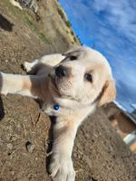 toast , a male Great Pyrenees and Japanese Akita for sale in Kamiah, ID – 2 of 7