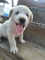 Bailey, a female Great Pyrenees and Japanese Akita for sale in Kamiah, ID – 1 of 6