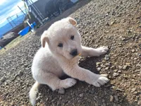 Bailey, a female Great Pyrenees and Japanese Akita for sale in Kamiah, ID – 5 of 6