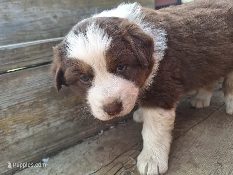 Hank the tank – Australian Shepherd puppy for sale in Kamiah, ID