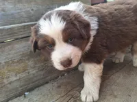 Hank the tank, a male Australian Shepherd for sale in Kamiah, ID – 1 of 6