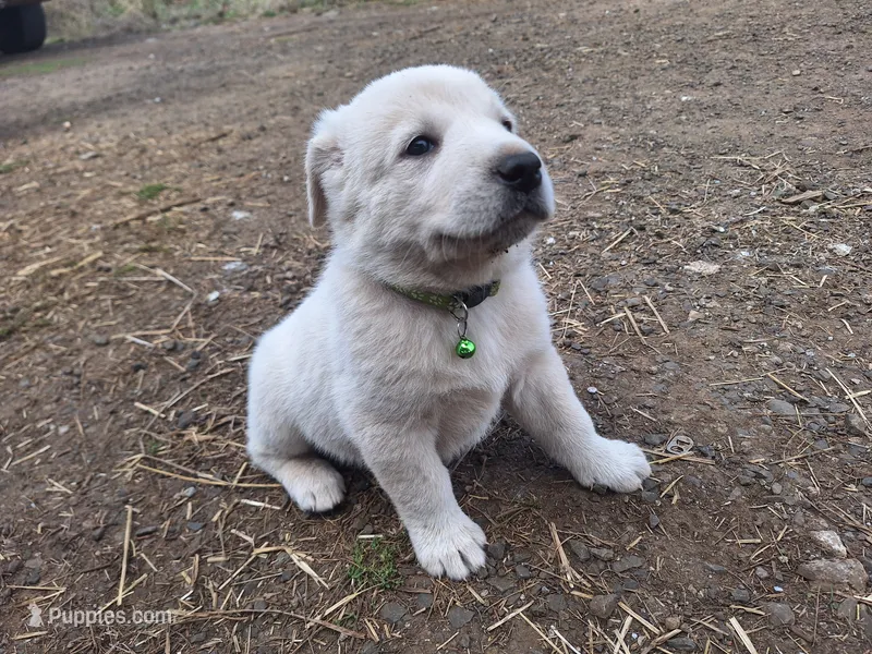 lucky – Great Pyrenees, Japanese Akita puppy for sale in Kamiah, ID